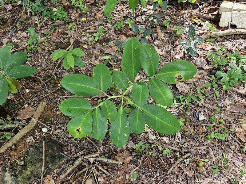 Amorphophallus saraburensis photo 2