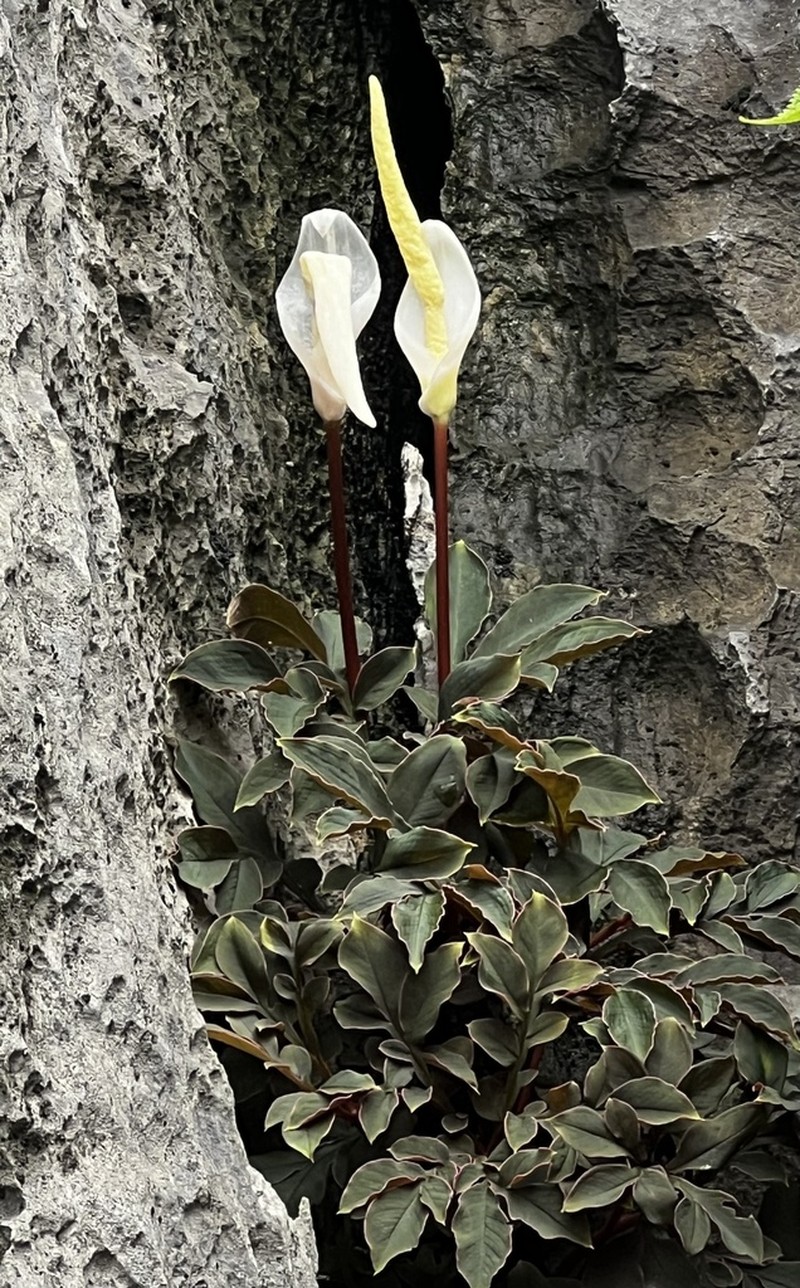 Amorphophallus saururus