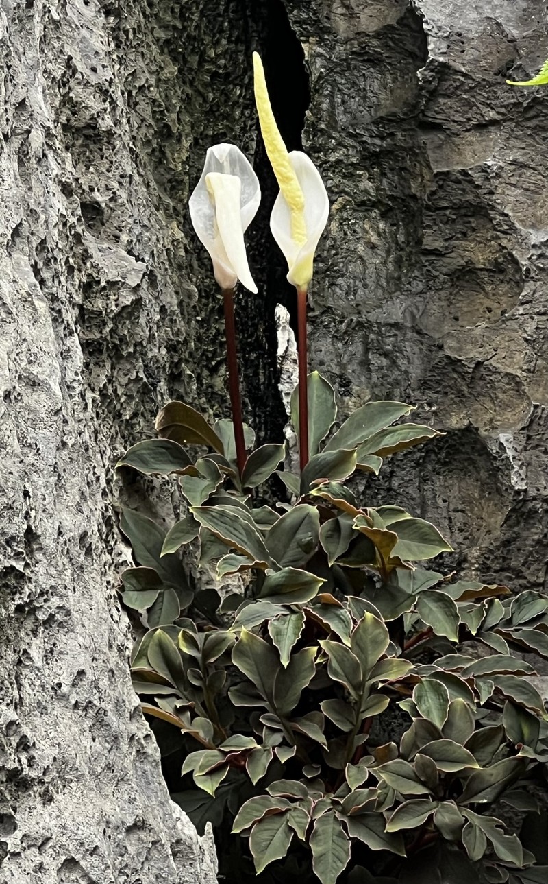 Amorphophallus saururus photo 2