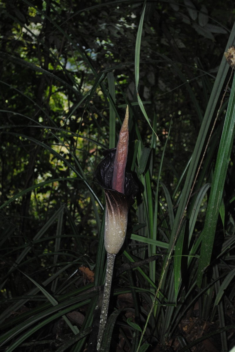 Amorphophallus spectabilis