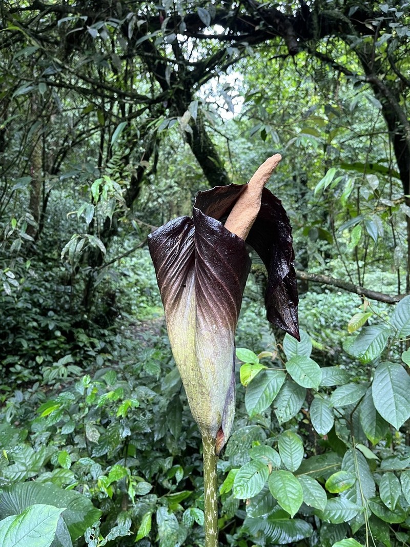 Amorphophallus spectabilis photo 2
