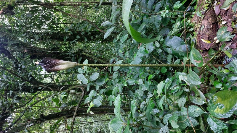 Amorphophallus spectabilis photo 4
