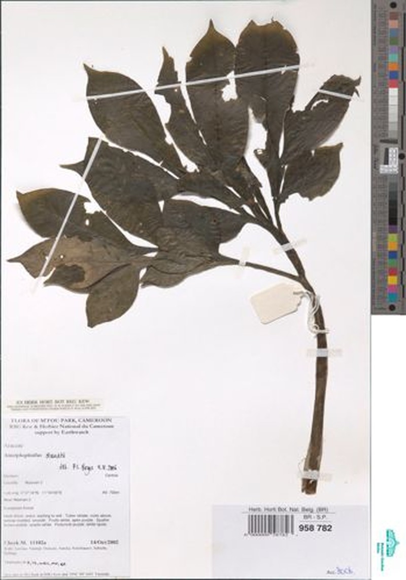 Amorphophallus staudtii