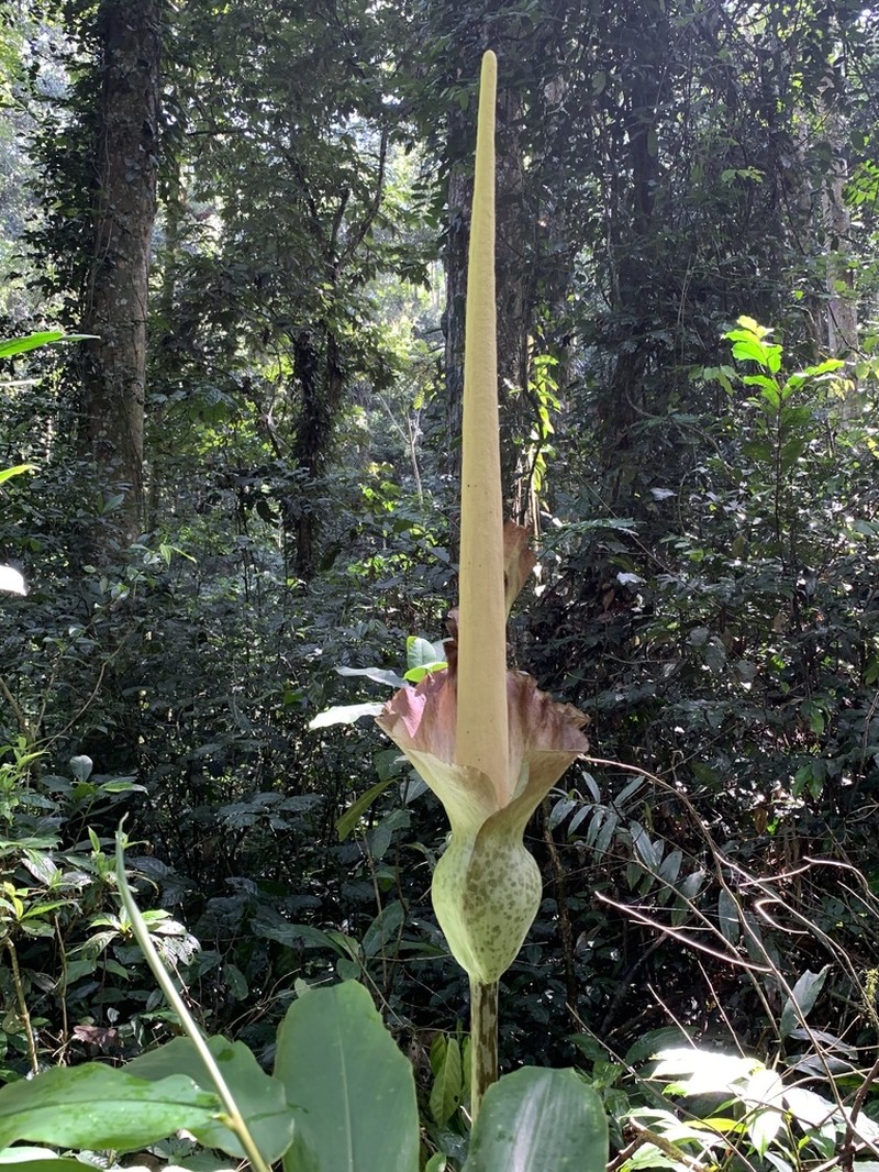 Amorphophallus stuhlmannii