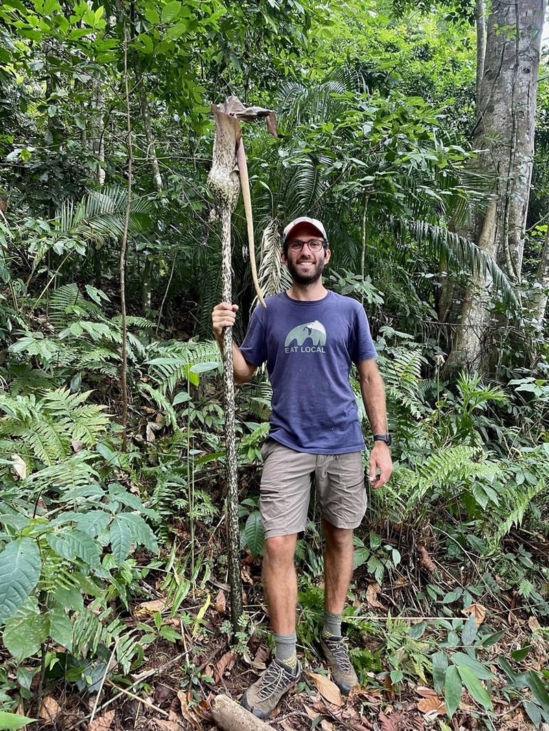Amorphophallus stuhlmannii photo 3