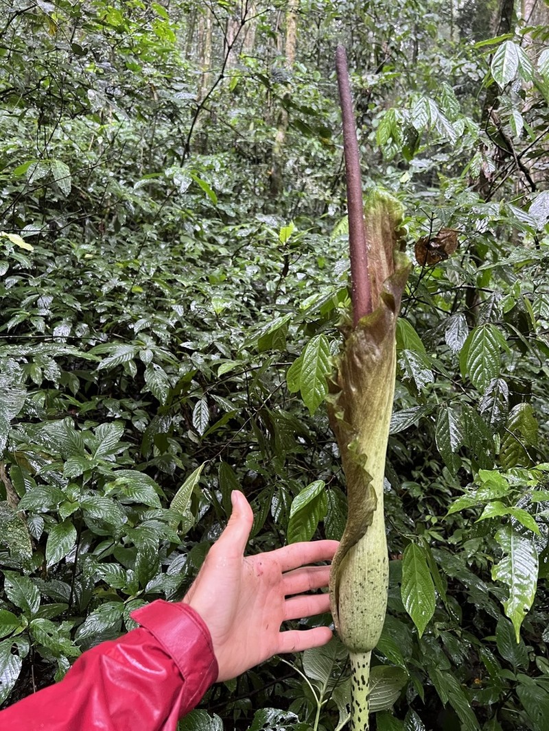 Amorphophallus stuhlmannii photo 4