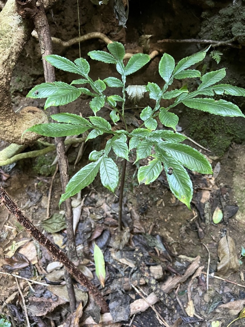 Amorphophallus stuhlmannii photo 5