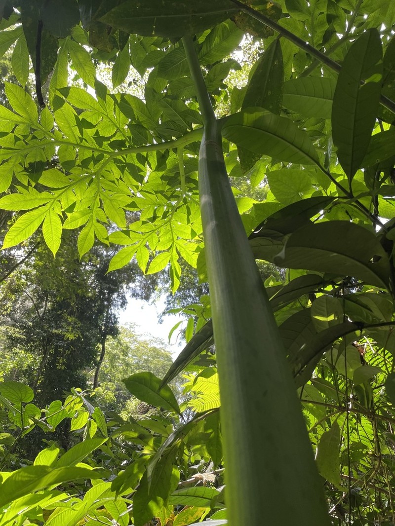 Amorphophallus stuhlmannii photo 6