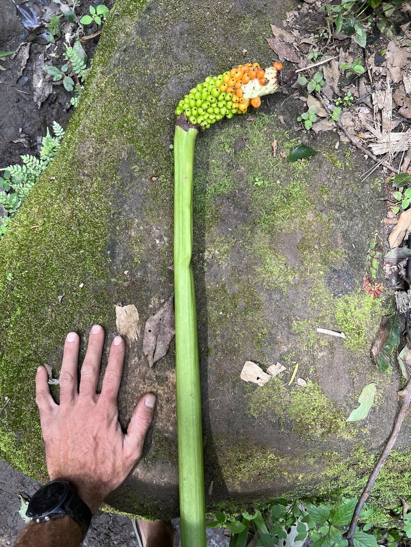Amorphophallus stuhlmannii photo 7