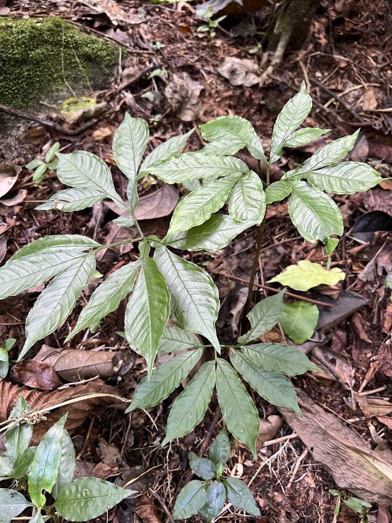 Amorphophallus stuhlmannii photo 8