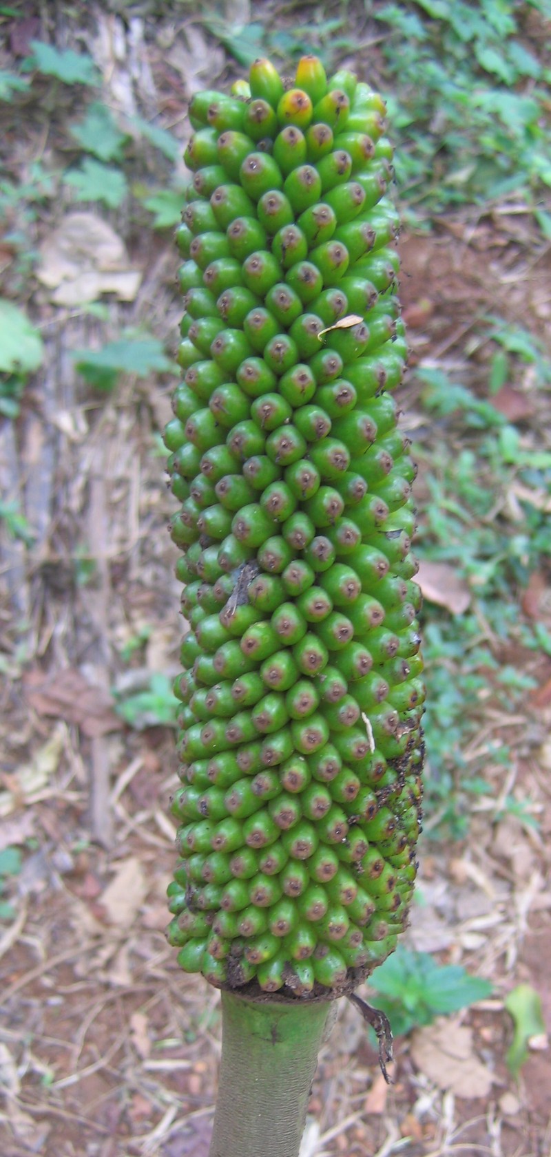 Amorphophallus sylvaticus