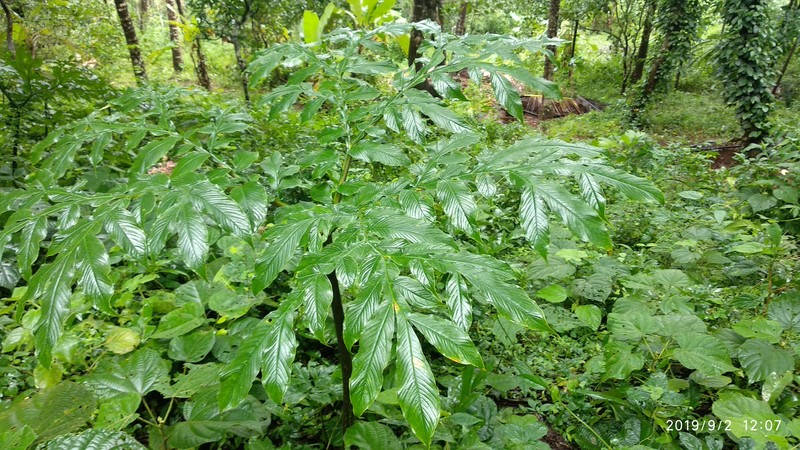 Amorphophallus sylvaticus photo 2