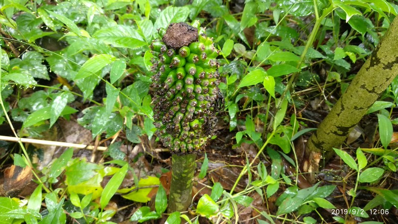 Amorphophallus sylvaticus photo 3