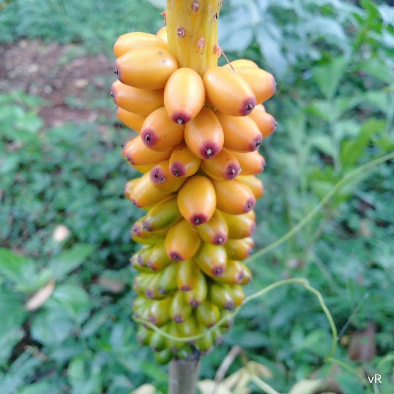 Amorphophallus sylvaticus photo 5