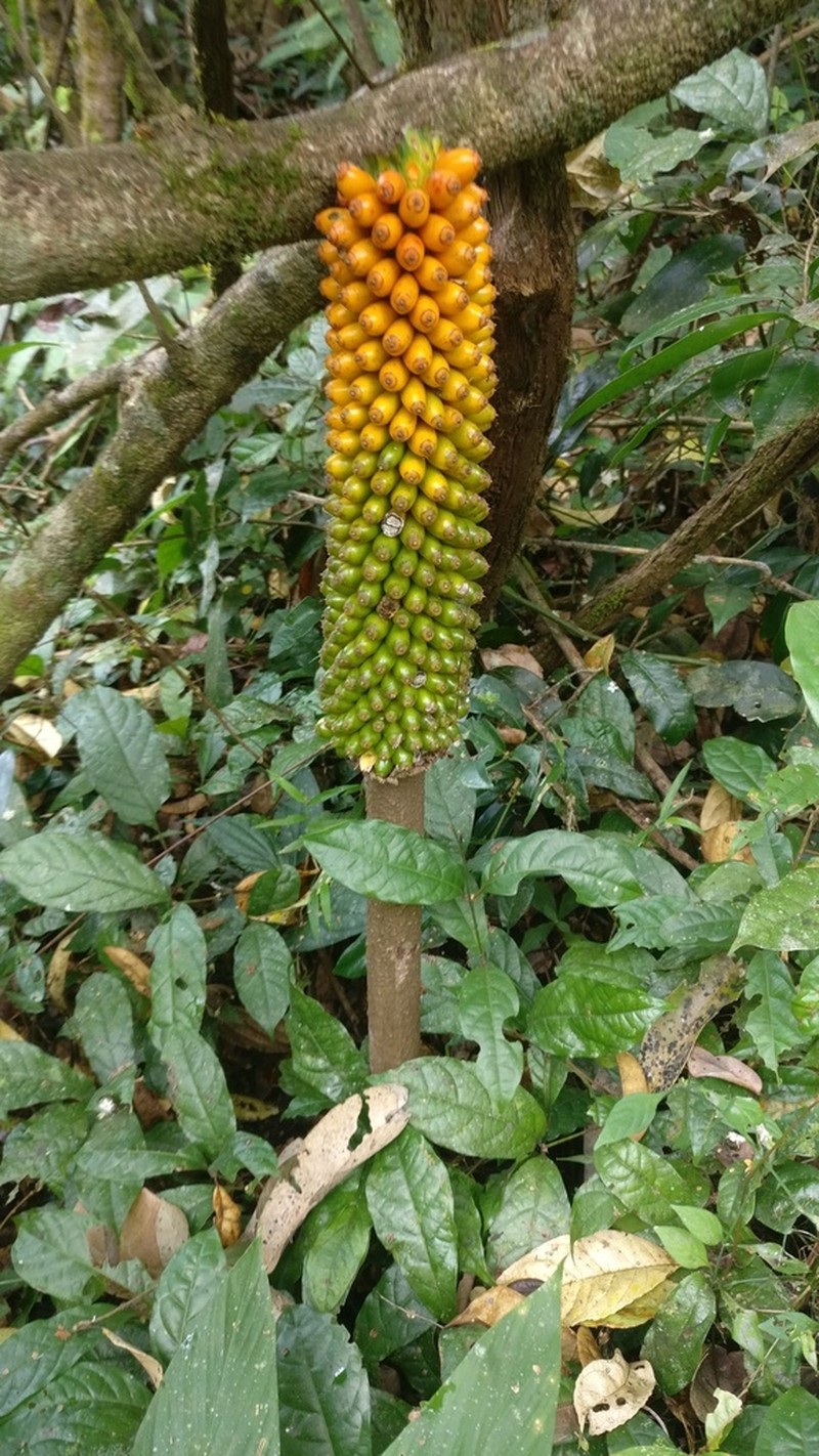 Amorphophallus sylvaticus photo 6