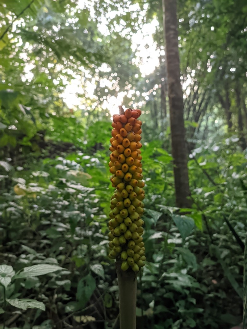 Amorphophallus sylvaticus photo 8