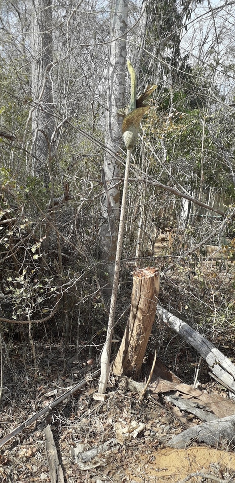 Amorphophallus taurostigma photo 2