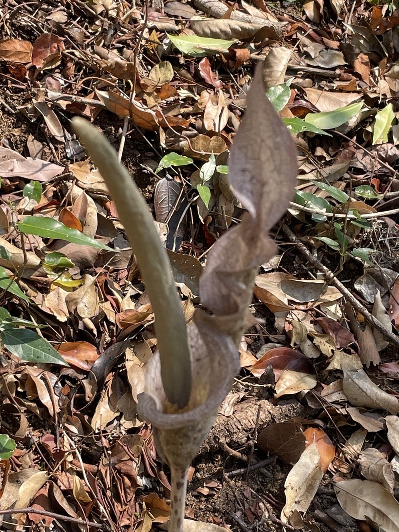 Amorphophallus taurostigma photo 3