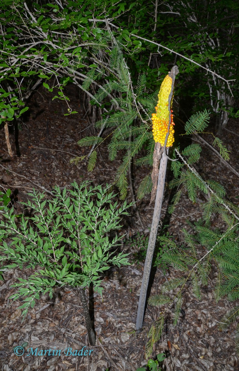 Amorphophallus taurostigma photo 5