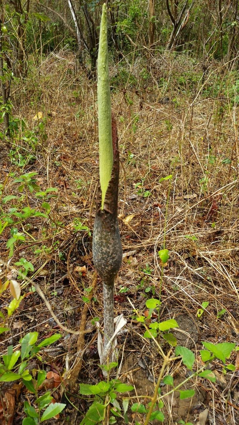 Amorphophallus taurostigma photo 6