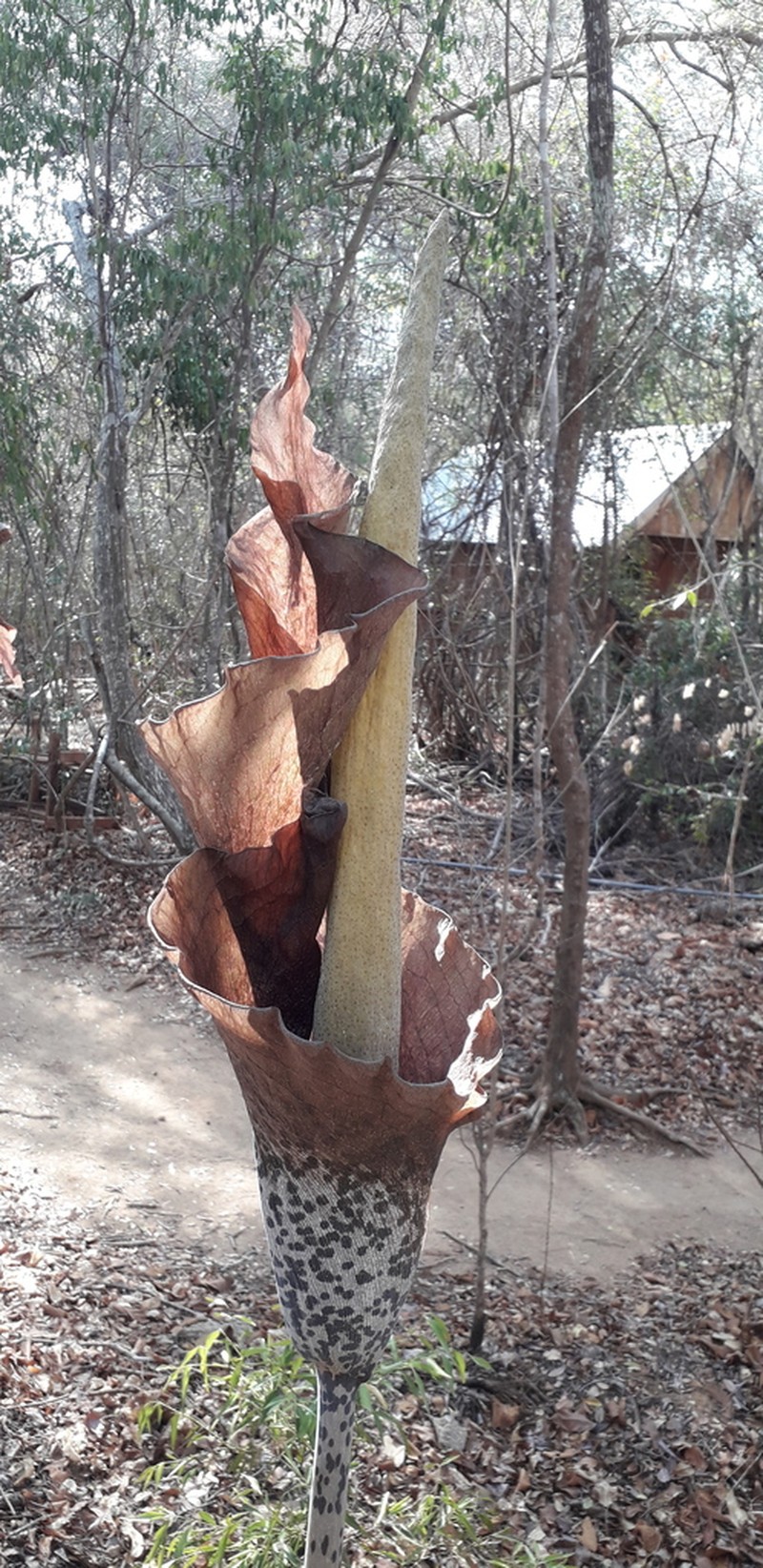 Amorphophallus taurostigma photo 7