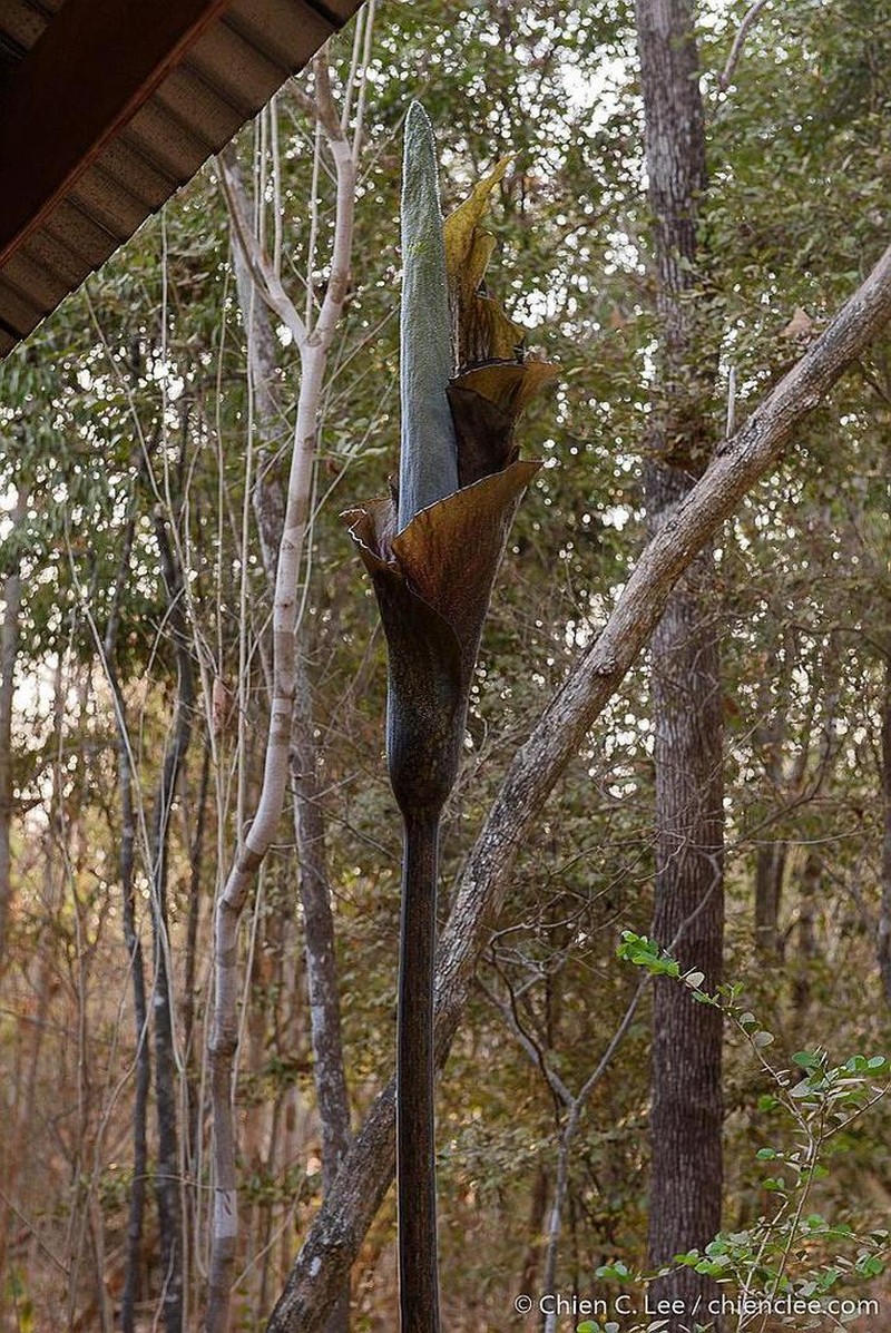 Amorphophallus taurostigma photo 8