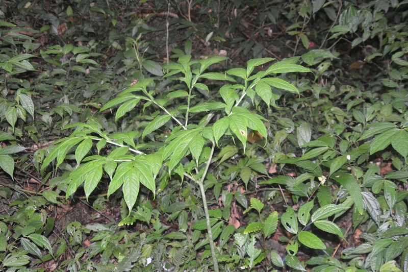 Amorphophallus tinekeae