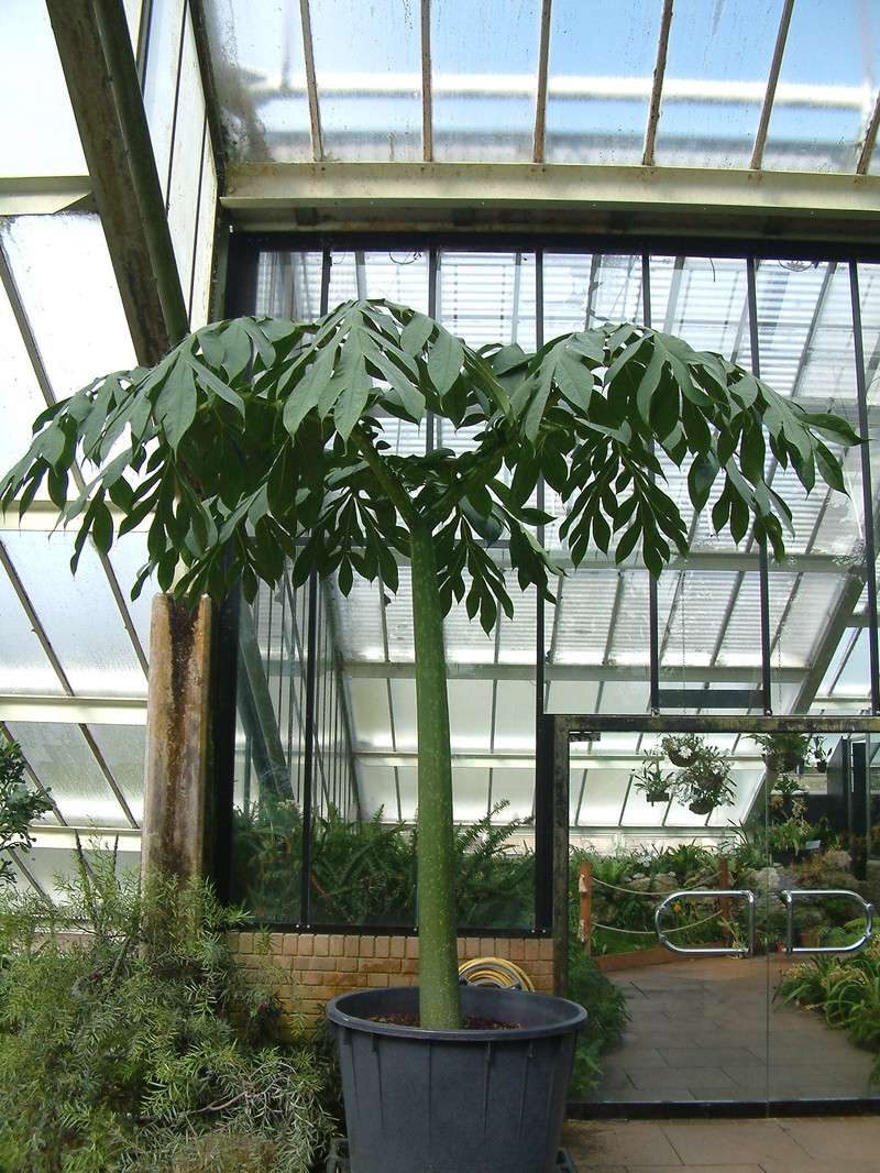 Amorphophallus titanum photo 2