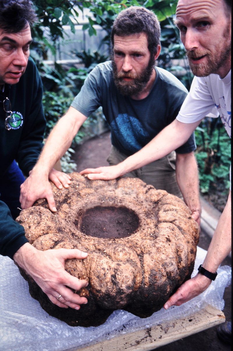 Amorphophallus titanum photo 3