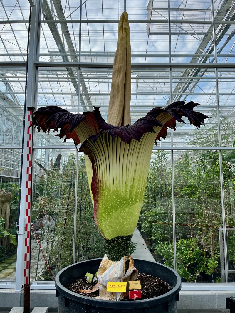 Amorphophallus titanum photo 4