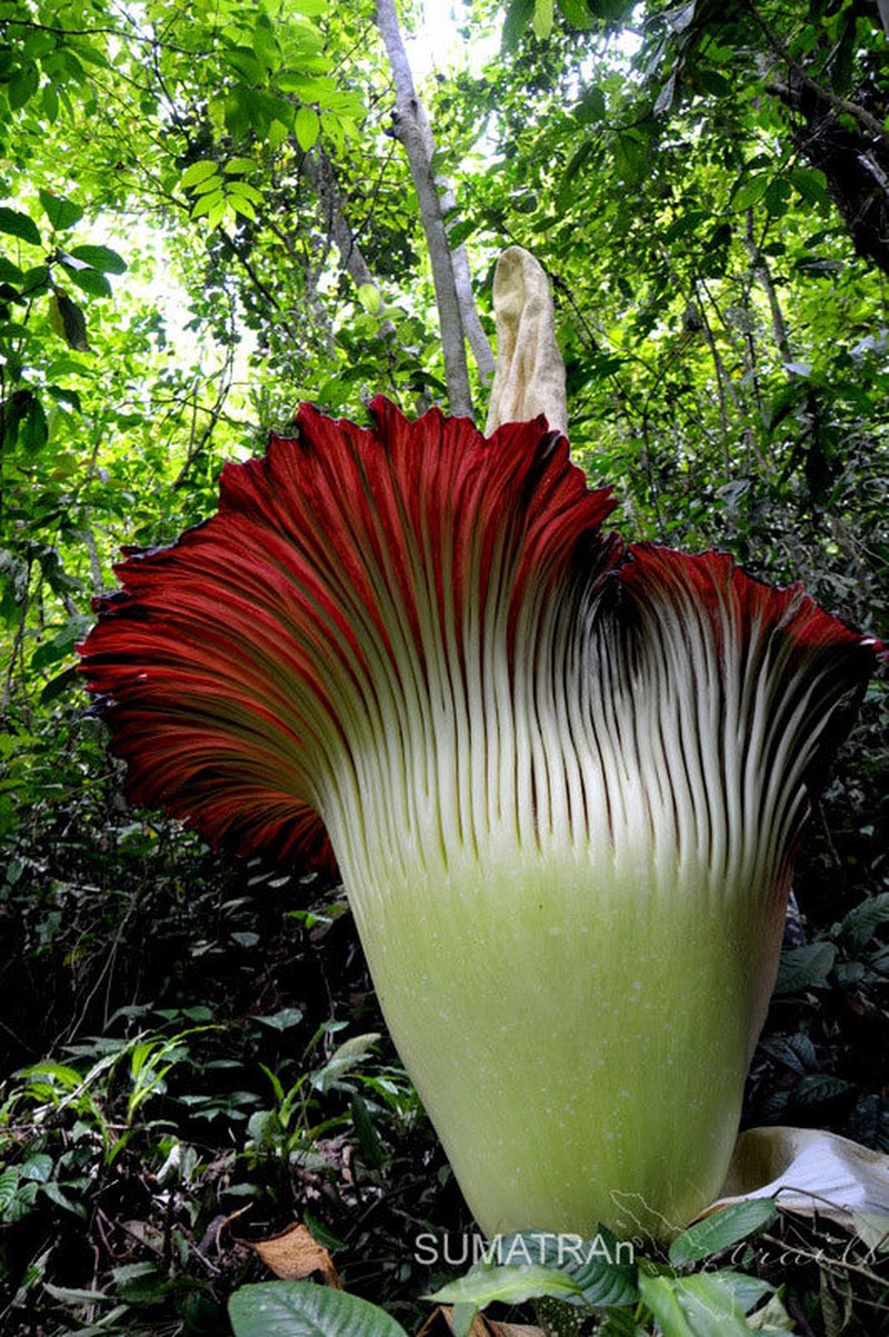 Amorphophallus titanum photo 6