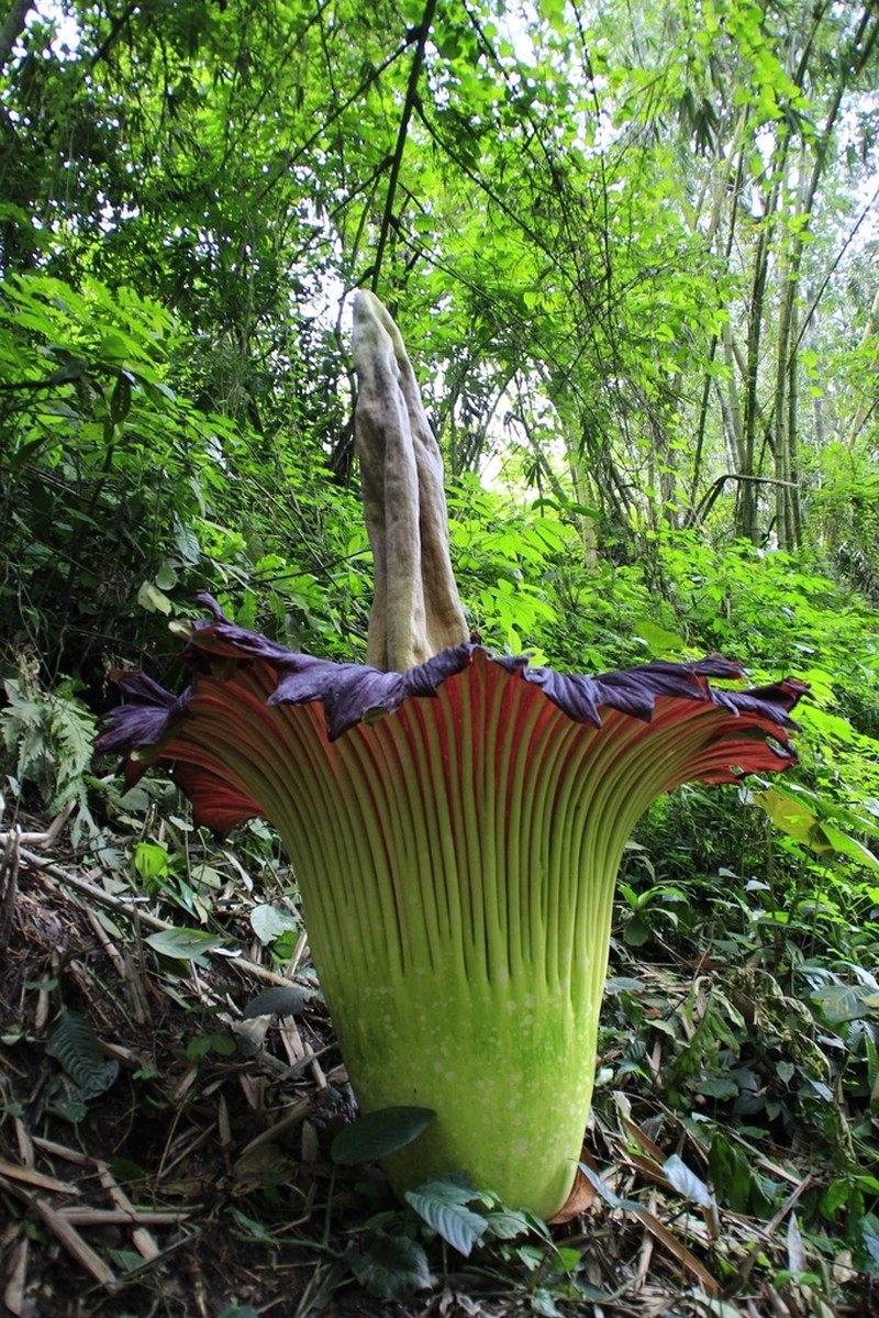 Amorphophallus titanum photo 7