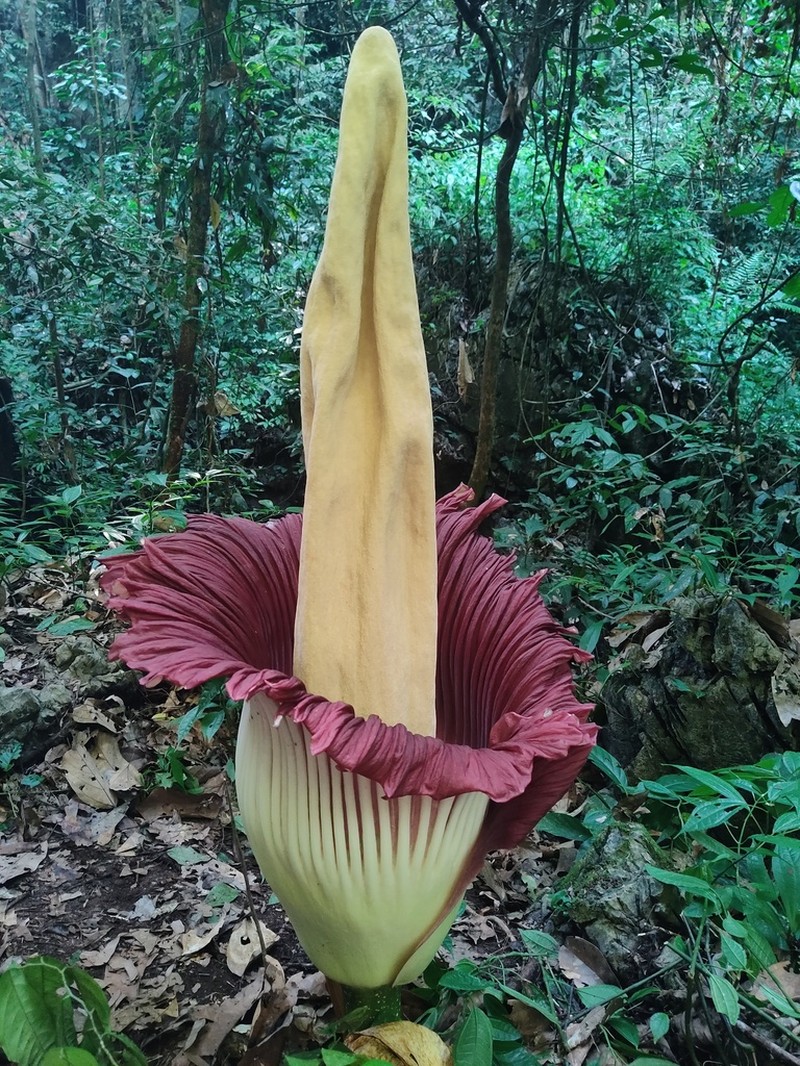 Amorphophallus titanum photo 8