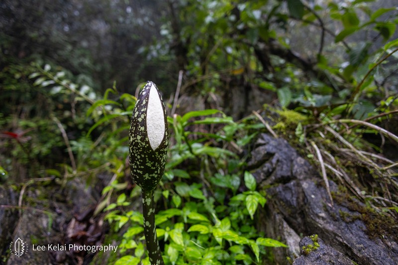 Amorphophallus tonkinensis