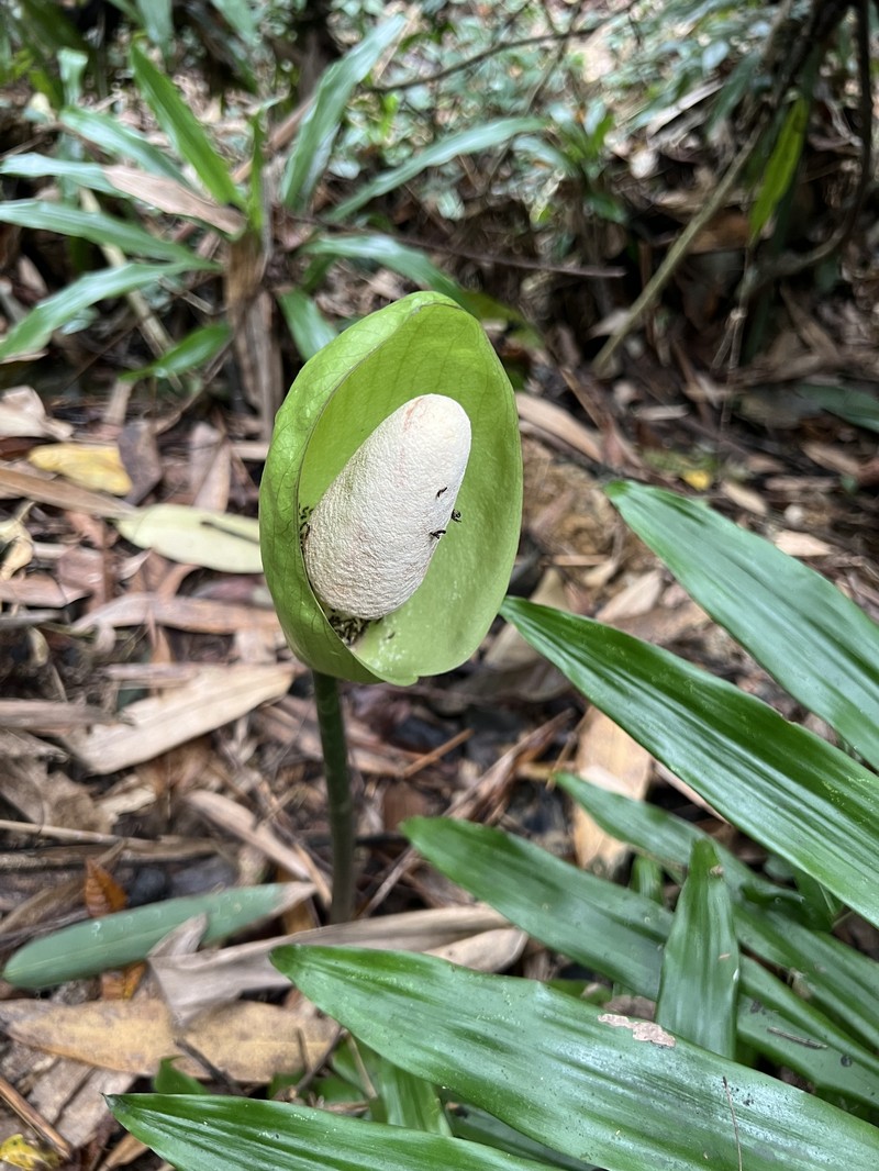 Amorphophallus tonkinensis photo 3