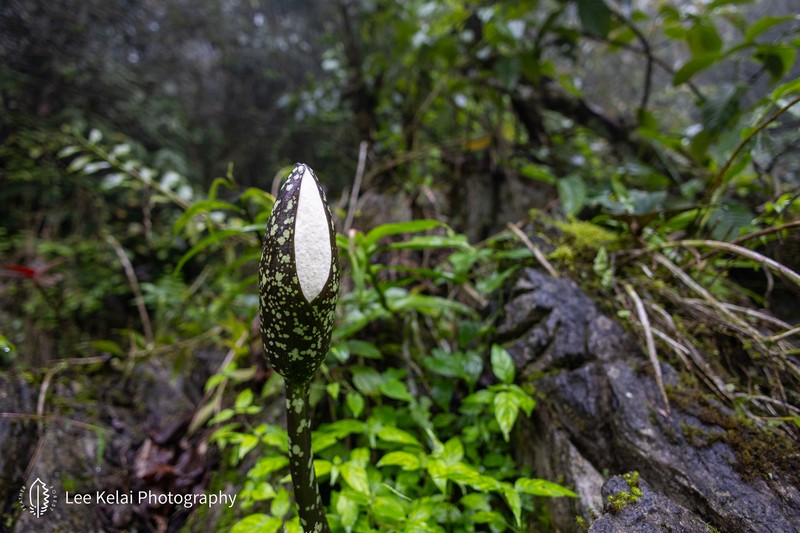 Amorphophallus tonkinensis photo 4