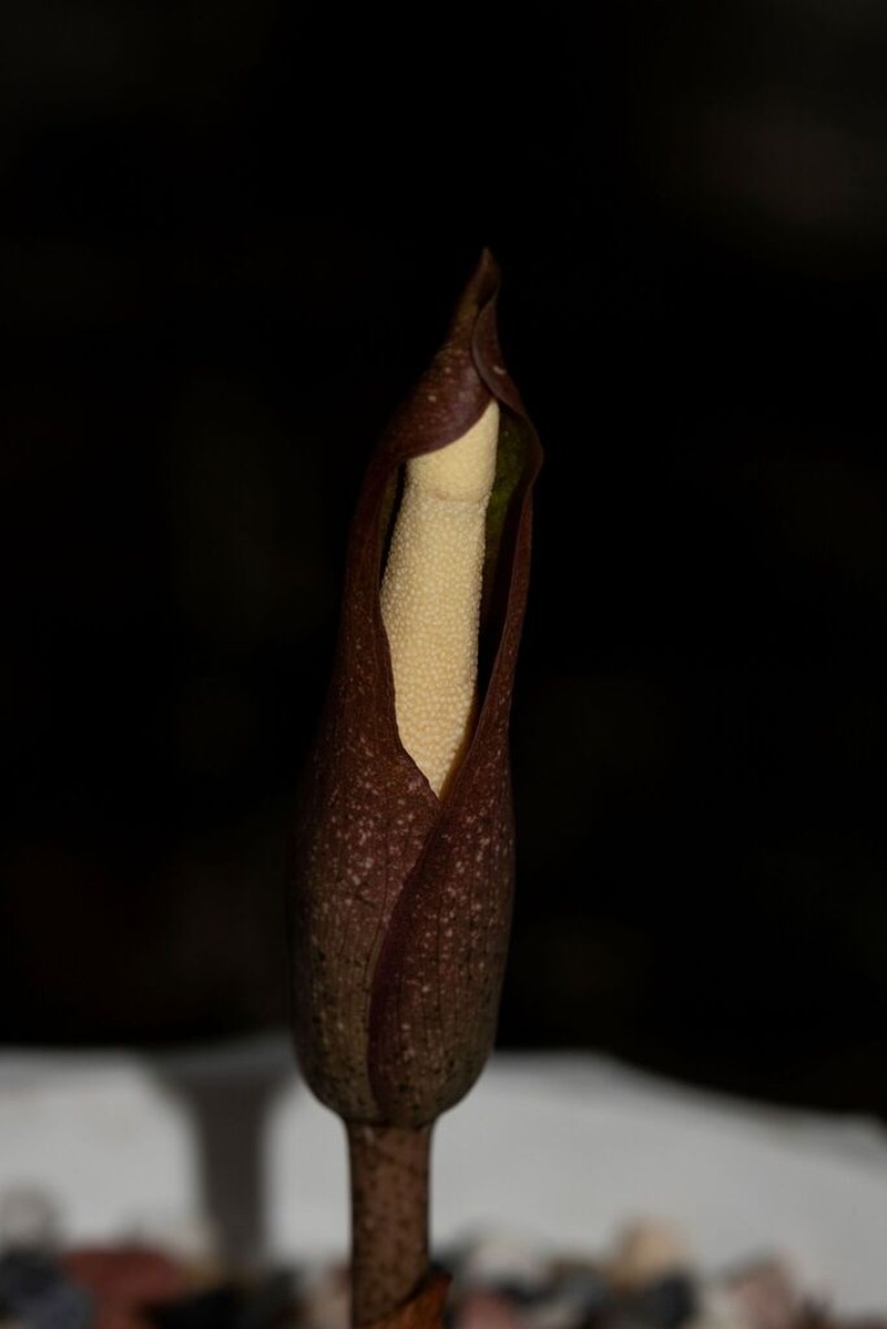 Amorphophallus umbrinus