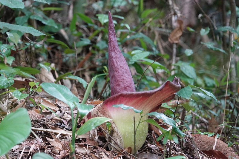 Amorphophallus urceolatus photo 2