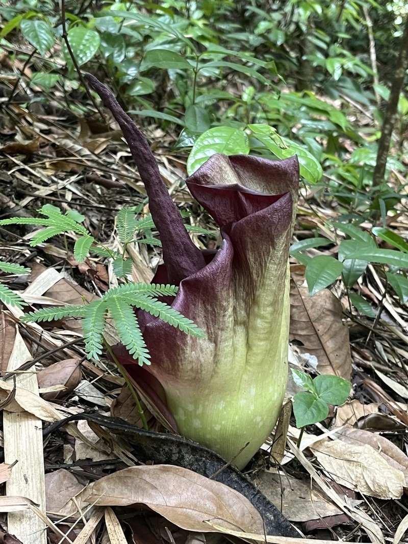 Amorphophallus urceolatus photo 3