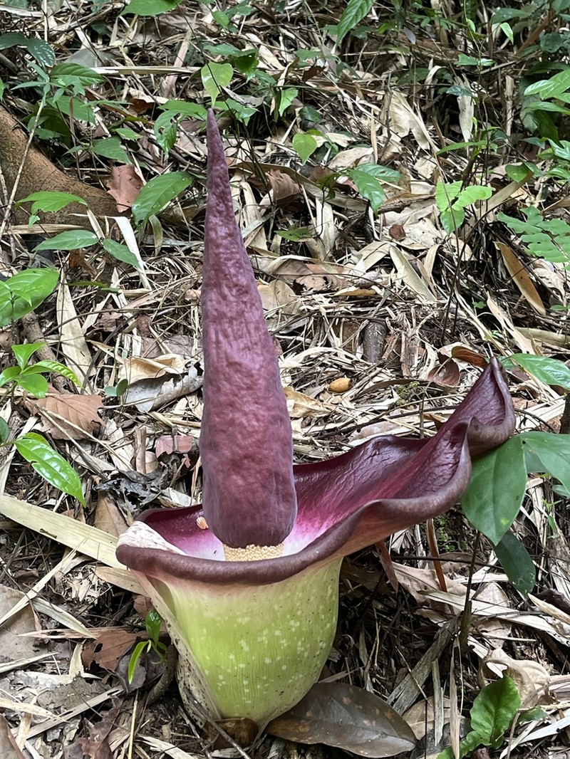 Amorphophallus urceolatus photo 4