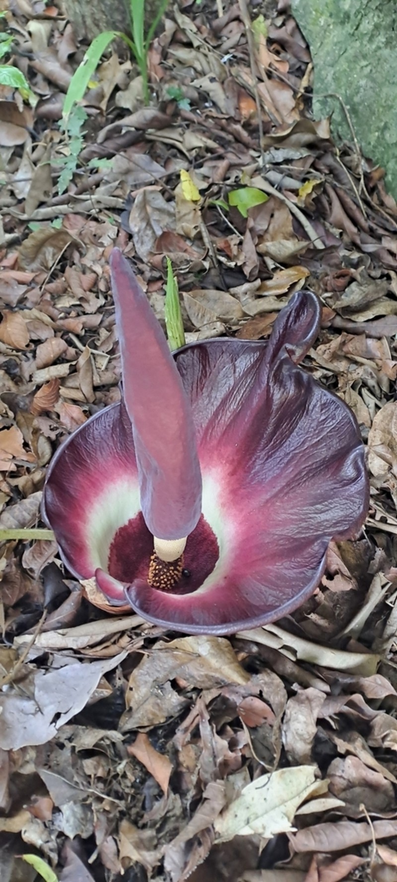Amorphophallus urceolatus