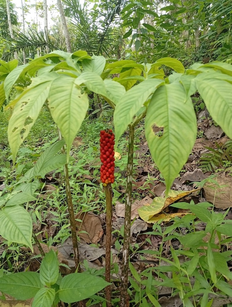 Amorphophallus variabilis photo 2
