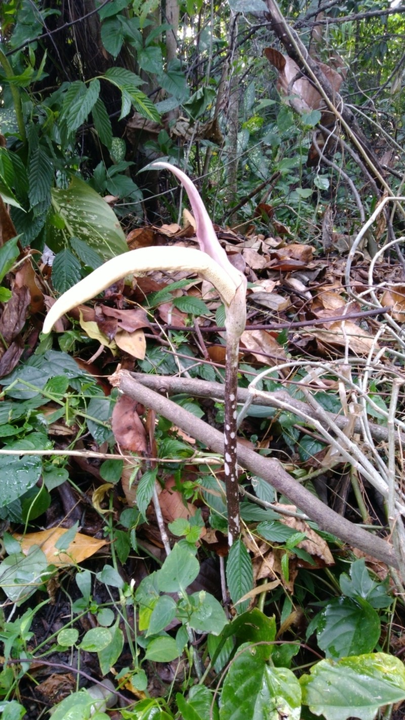 Amorphophallus variabilis photo 3