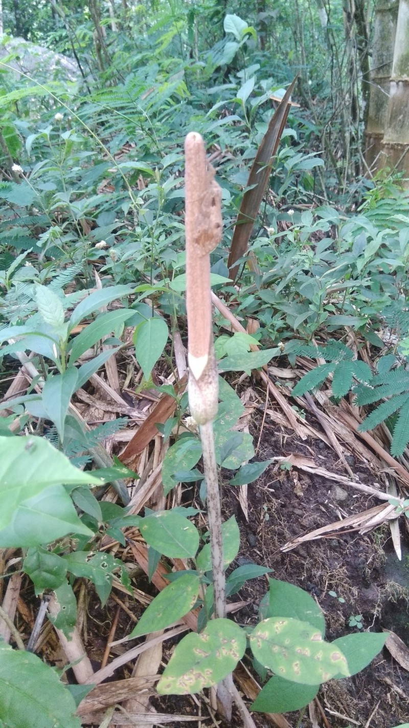 Amorphophallus variabilis photo 4