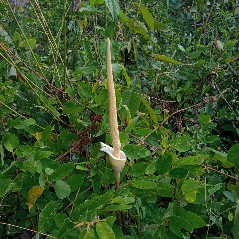 Amorphophallus variabilis photo 5