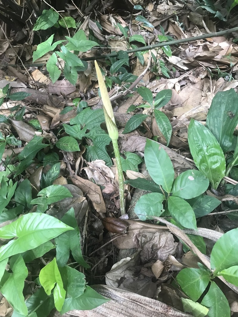 Amorphophallus variabilis photo 6