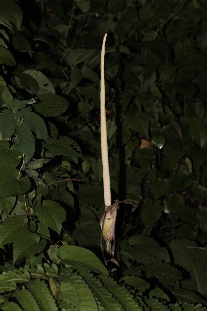 Amorphophallus variabilis photo 7