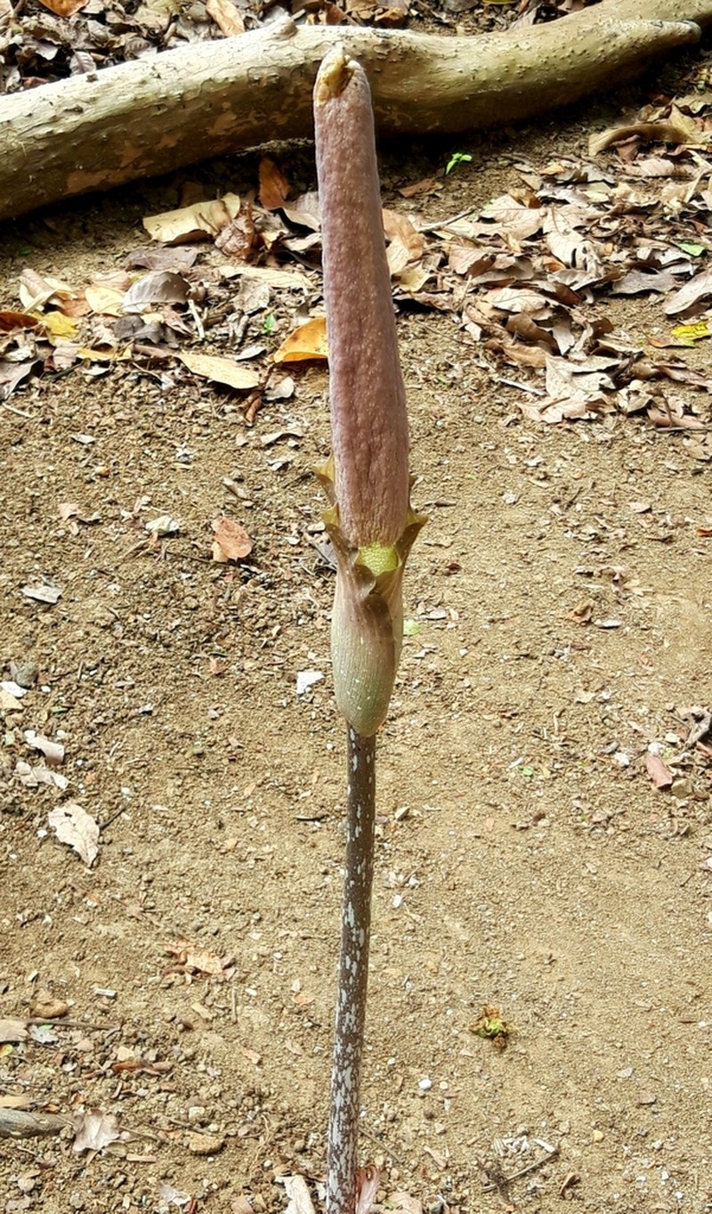 Amorphophallus variabilis photo 8