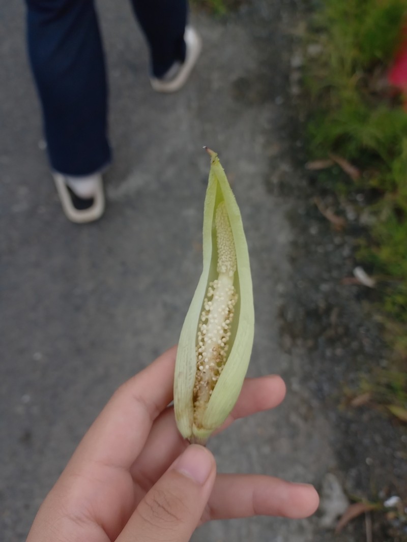 Amorphophallus verticillatus