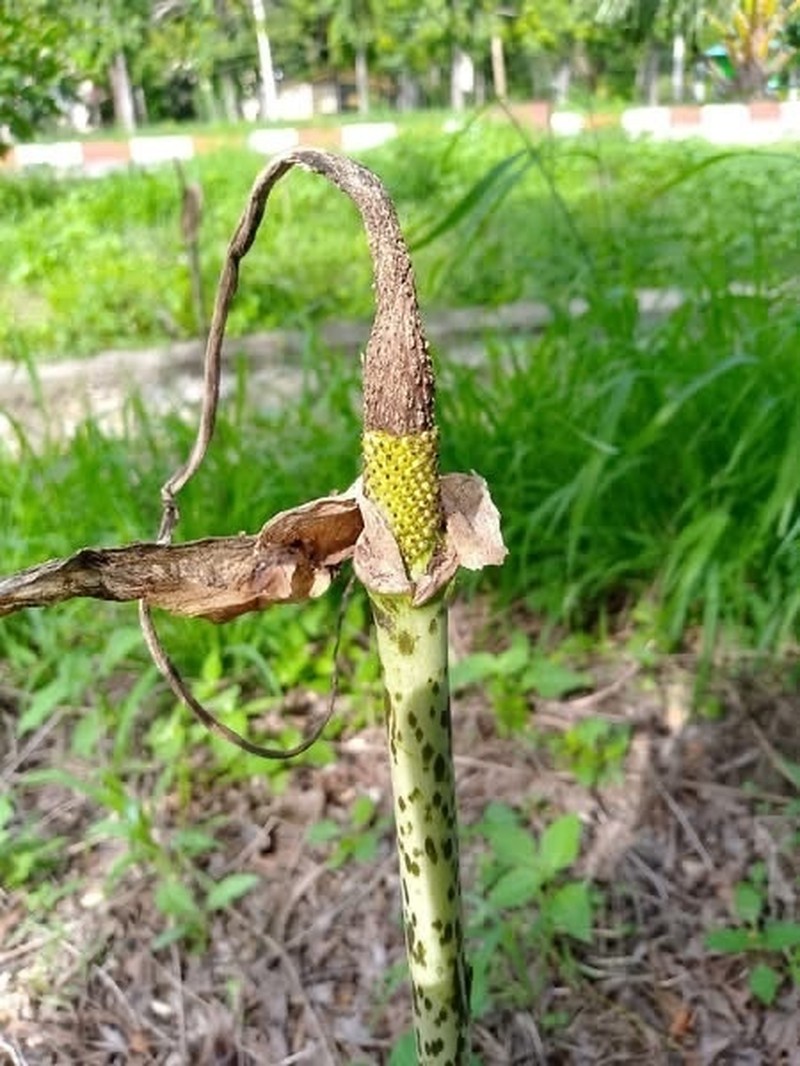 Amorphophallus wasa